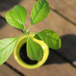 avocado_in_flower_pot